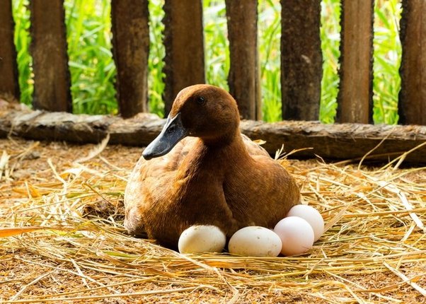 How Long after Mating are Duck Eggs Fertile?